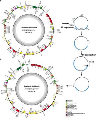 Intrageneric structural variation in organelle genomes from the genus Dystaenia (Apiaceae): genome rearrangement and mitochondrion-to-plastid DNA transfer
